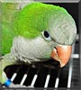 Poncho the Quaker Parrot
