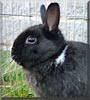 Sven the Dwarf Rabbit