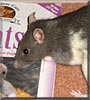 Miep the Fancy Rat