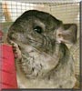 Chynchi the Standard Grey Chinchilla