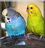 Max, Charlie the Budgies