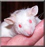 Socrates the Mouse