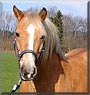 Ali Baba the Haflinger Horse
