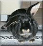 Stupsi the Rabbit