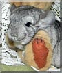 Stella the Chinchilla
