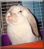 Sophie the Holland lop, Angora