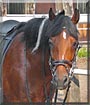 Starlight the Pinto