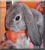 Cookies the Lop rabbit