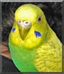 Destiny the Budgerigar