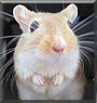 Lego the Gerbil