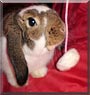 Mazsi the Holland Lop Rabbit