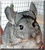 Abby the Chinchilla