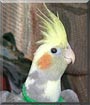Piper the Cockatiel