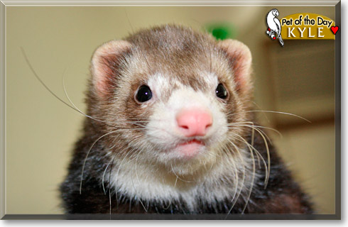 Kyle, the Pet of the Day Kyle, the Pet of the Day