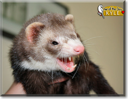 Kyle, the Pet of the Day Kyle, the Pet of the Day