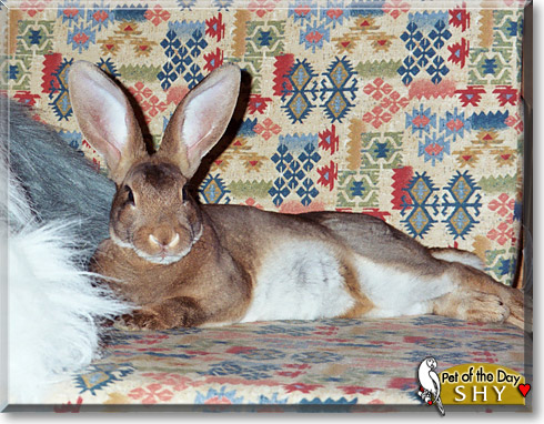 Shy, the Pet of the Day Shy, the Pet of the Day