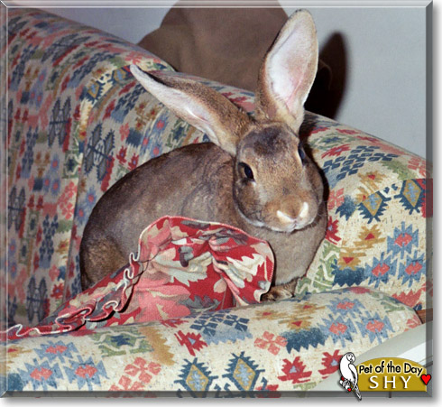 Shy, the Pet of the Day Shy, the Pet of the Day
