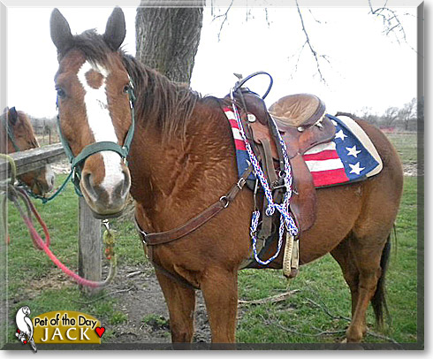 Jack, the Pet of the Day Jack, the Pet of the Day