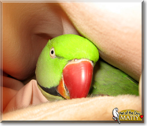 Matty, the Pet of the Day Matty, the Pet of the Day