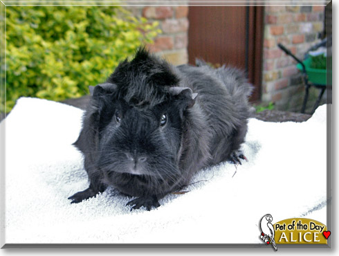 Alice, the Pet of the Day