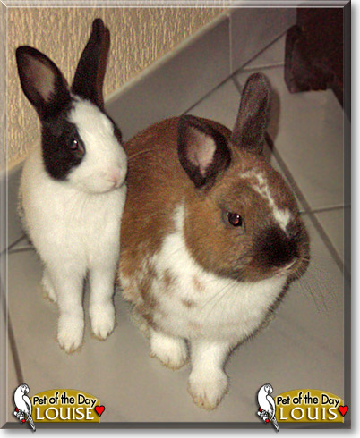 Louis, Louise, the Pet of the Day