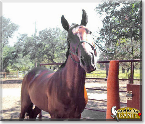 Dante, the Pet of the Day Dante, the Pet of the Day