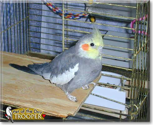 Trooper, the Pet of the Day