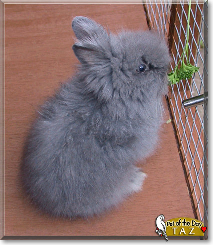 Taz, the Pet of the Day Taz, the Pet of the Day
