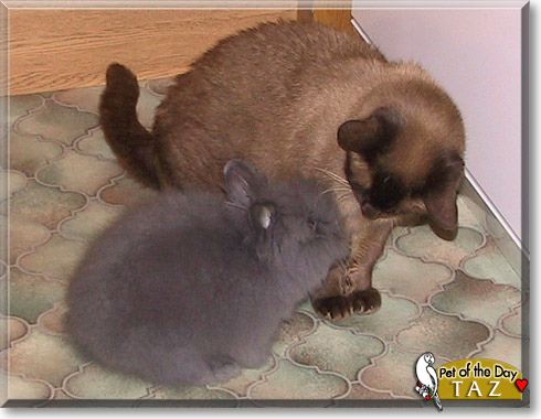Taz, the Pet of the Day Taz, the Pet of the Day
