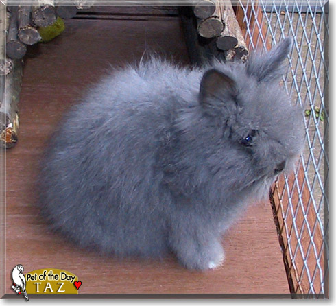 Taz, the Pet of the Day Taz, the Pet of the Day