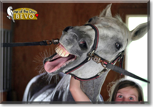 Bevo, the Pet of the Day Bevo, the Pet of the Day