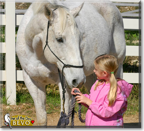 Bevo, the Pet of the Day Bevo, the Pet of the Day