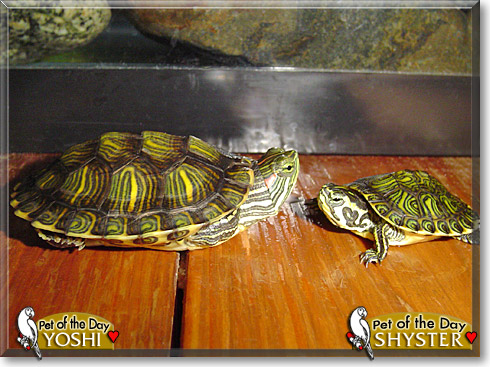 Yoshi, Shyster, the Pet of the Day Yoshi, Shyster, the Pet of the Day