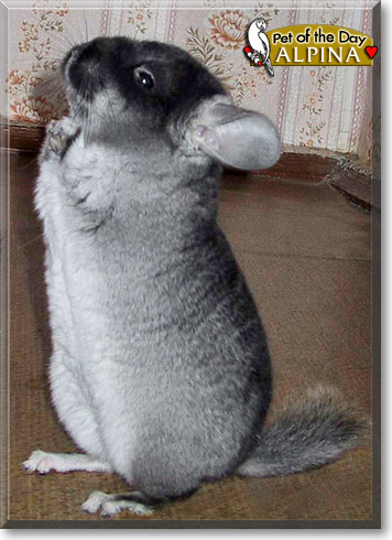 Alpina, the Pet of the Day Alpina, the Pet of the Day