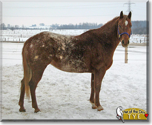 Tye, the Pet of the Day