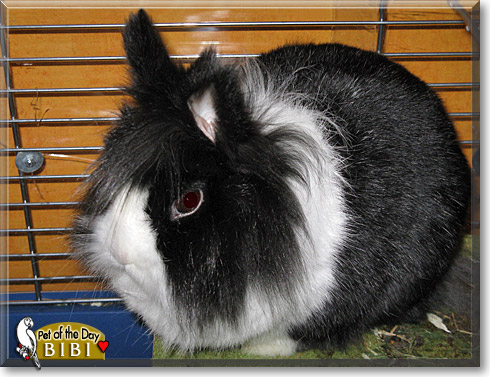 Bibi, the Pet of the Day