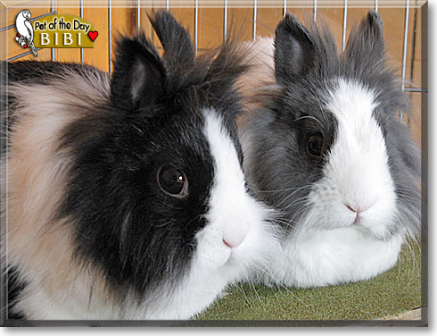 Bibi, the Pet of the Day Bibi, the Pet of the Day