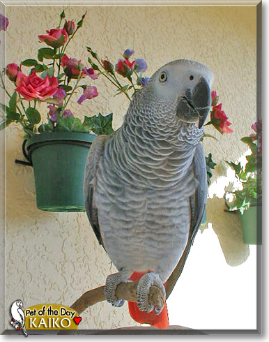 Kaiko, the Pet of the Day Kaiko, the Pet of the Day