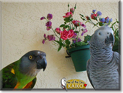 Kaiko, the Pet of the Day Kaiko, the Pet of the Day