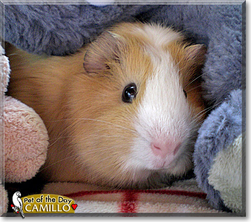 Camillo, the Pet of the Day