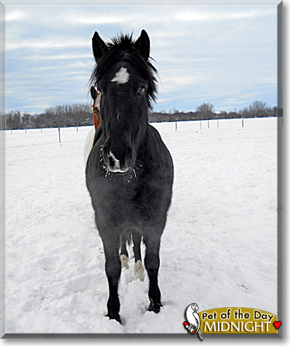 Midnight, the Pet of the Day