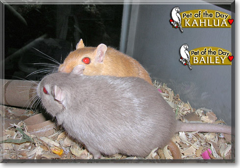 Kahlua, Bailey, the Pet of the Day Kahlua, Bailey, the Pet of the Day