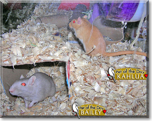 Kahlua, Bailey, the Pet of the Day Kahlua, Bailey, the Pet of the Day