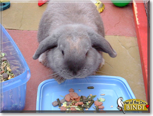 Bindi, the Pet of the Day Bindi, the Pet of the Day