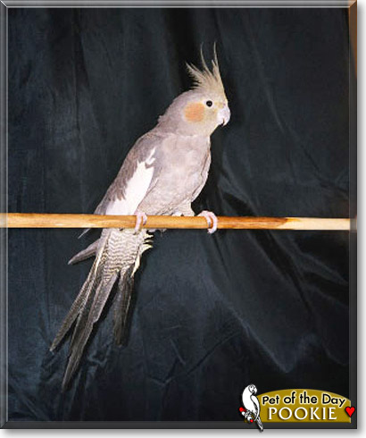 Pookie, the Pet of the Day