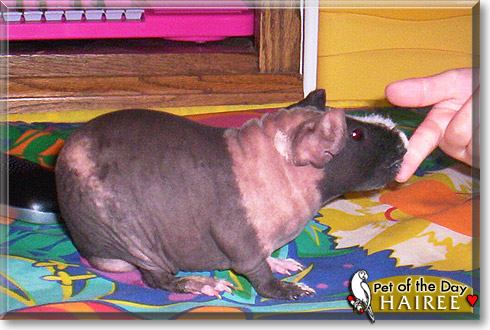 Hairee, the Pet of the Day