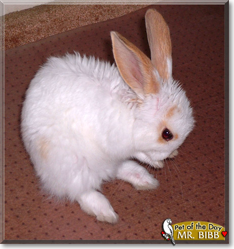 Mr. Bibb, the Pet of the Day Mr. Bibb, the Pet of the Day