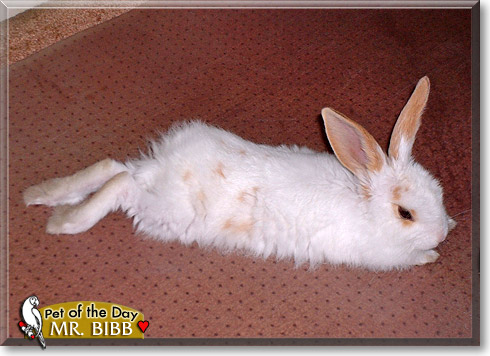 Mr. Bibb, the Pet of the Day Mr. Bibb, the Pet of the Day