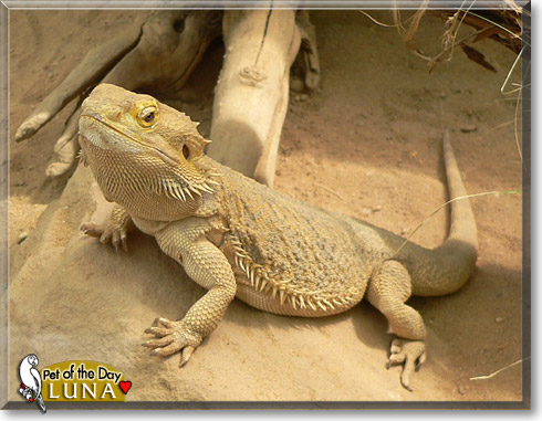 Luna, the Pet of the Day Luna, the Pet of the Day