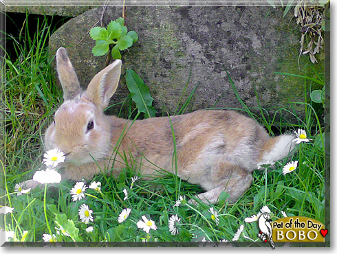 Bobo, the Pet of the Day